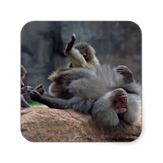 Dominant male Hamadryas baboon being groomed, Square Stickers