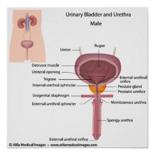 Male urinary organs, labeled diagram. print