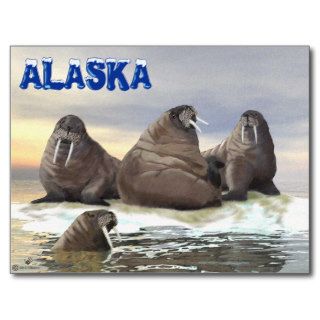 Walrus   Four Brothers Post Cards