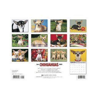 Just Chihuahuas (Just (Willow Creek)) Willow Creek Press 9781595436924 Books