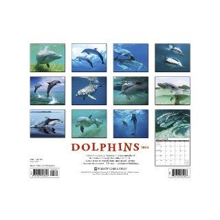 Dolphins 2014 Wall Calendar Willow Creek Press 9781607558453 Books