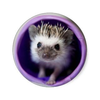 Sweet Baby Hedgehog Stickers