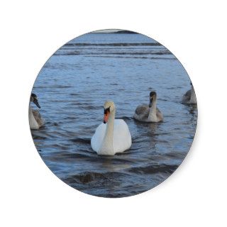 Adult Swan With 3 Juveniles Sticker