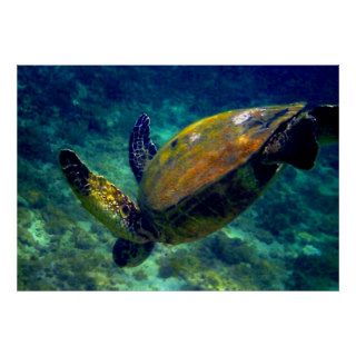 Hawaiian Sea Turtle Poster