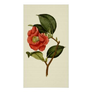 Rose Camellia Posters