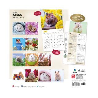 Hamsters Calendar Browntrout Publishers 9781465010667 Books