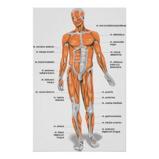 Muscles Anatomy Print