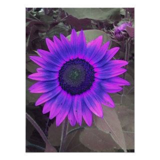 Pink N Purple Sunflower Poster