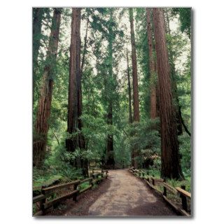 NA, USA, California, Marin County, Muir Woods Post Card