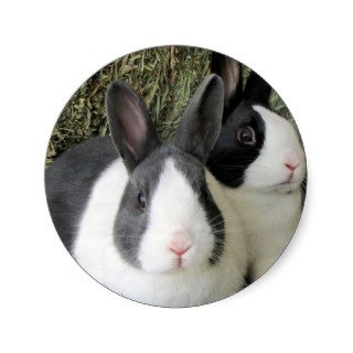 dutch rabbits sticker