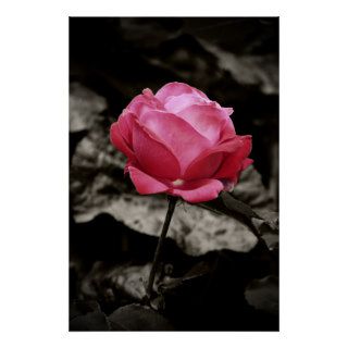 Pink rose print