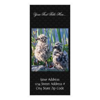Mew Gull Chicks Custom Rack Card