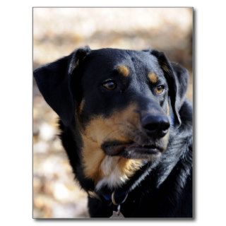 Labrottie (Labrador Rottweiler mix) Post Card