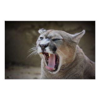 Angry Cougar Print