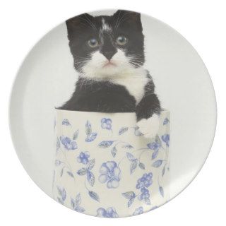 Black and White Kitten Sitting in Ceramic Jar Plates