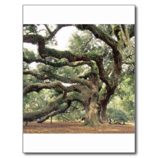 Angel Oak Tree 1,000 years old Postcard
