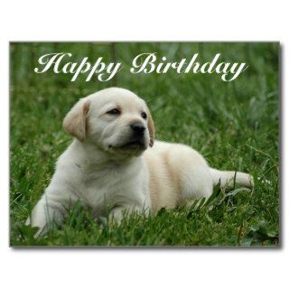 Happy Birthday Labrador Retriever Puppy Post Card