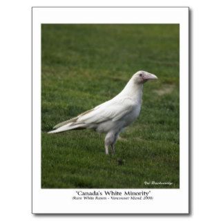 Canada's White Minority, Rare White Raven Postcard
