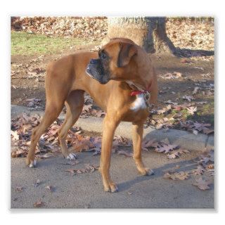 Boxer With Underbite Looking Back Photograph