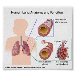 Human lung anatomy and function, labeled diagram. posters