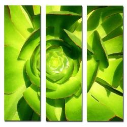 Amy Vangsgard 'Succulent Square' 3 piece Art Set Trademark Fine Art Canvas