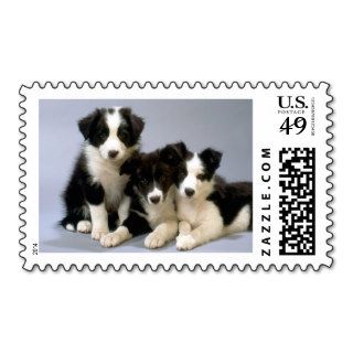Darling Dog, Puppy Photos Cards, Gifts   Customize Stamp