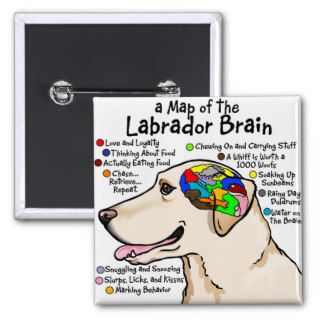 Yellow Labrador Brain Atlas Pinback Buttons
