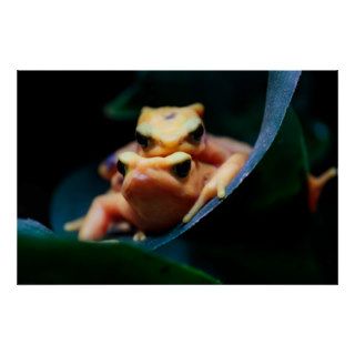Poison Dart Frogs Posters