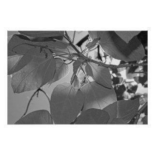 Black and White Leaves Posters