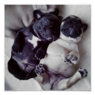 Happy Sleeping Pugs Poster