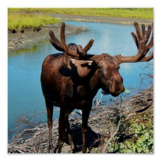Bull Moose Poster Print