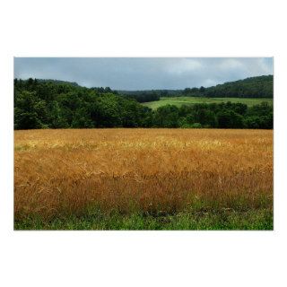 Ripening Wheat Poster