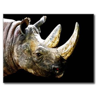 Rhino Head, Black Background Postcard