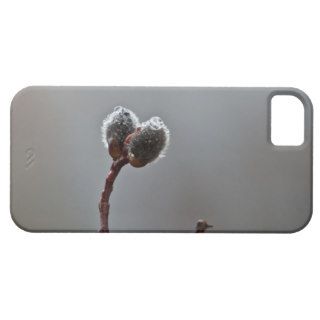 Willow Catkins After Spring Rain iPhone 5 Cover