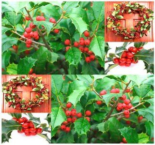 4 Packs x 5 American Holly   Ilex opaca Seeds   GORGEOUS SHRUB Christmas Decoration   Zones 5   9   By MySeeds.Co  Tomato Plants  Patio, Lawn & Garden