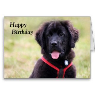 Newfoundland dog puppy cute photo birthday card