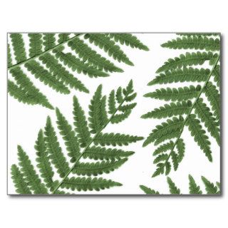 Fern Postcards