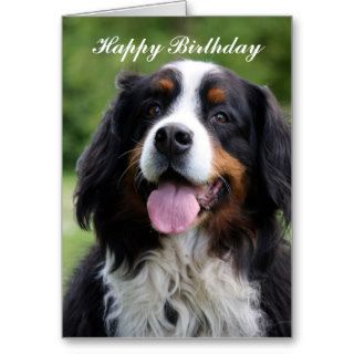 Bernese Mountain dog happy birthday greeting card