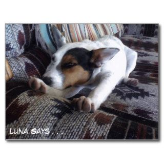 Luna Says Get Well Soon Take Naps Postcard