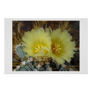 Astrophytum ornatum posters