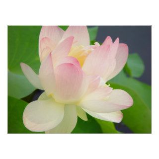 lotus flower poster