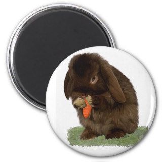 Mini Lop Bunny and carrot Refrigerator Magnets