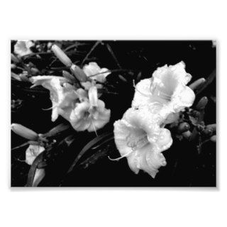 Black and White Lillies Print Photo