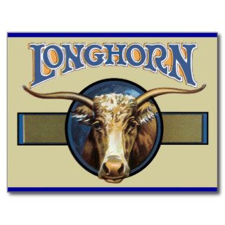 Texas Steer Longhorn Post Cards