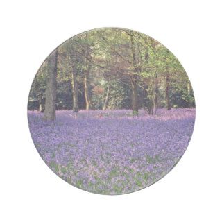 Bluebell Woods, England  flowers Drink Coasters