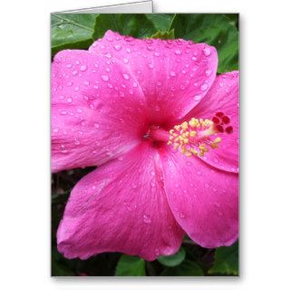 Pink Hibiscus Flower Card