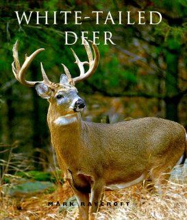 White Tailed Deer Mark Raycroft 9781552093757 Books