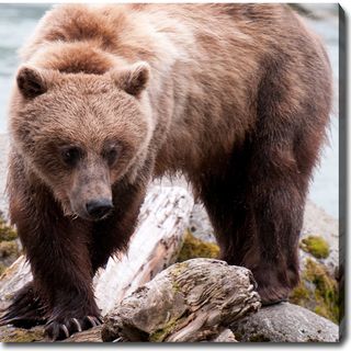 'Hunting   Wild Bears of Alaska' Canvas Art YGC Canvas