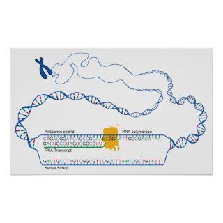 Diagram of DNA Transcription Creating an RNA Copy Poster