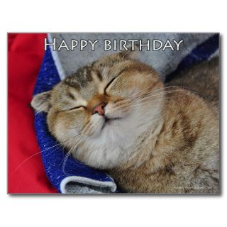 Cute Scottish fold Noodles funny cat birthday card Post Card